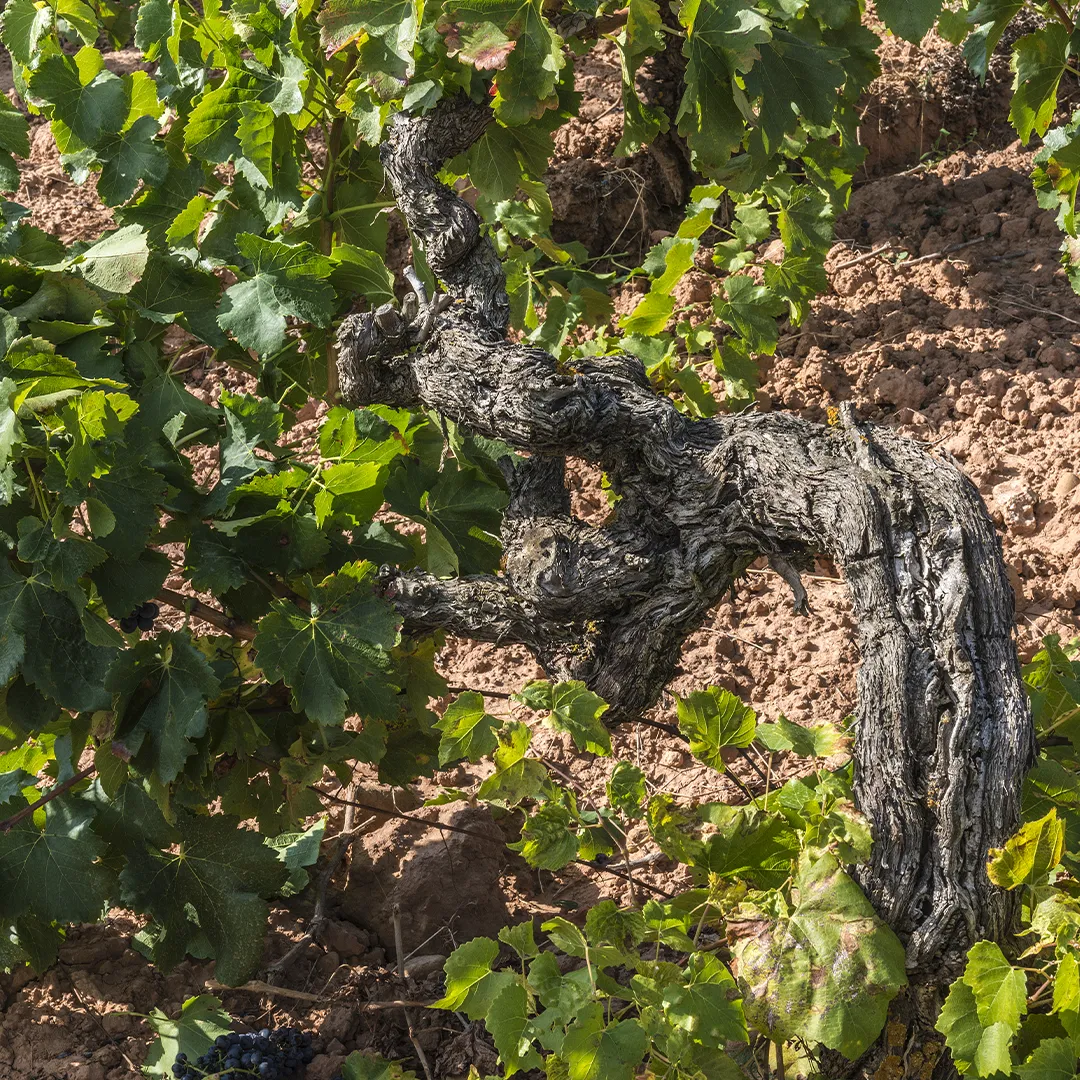 Cepa centenaria en vaso en Rioja