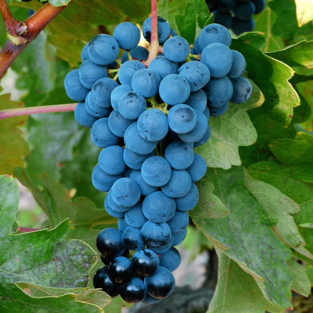 Racimo de uva tinta de Bodegas Tritium