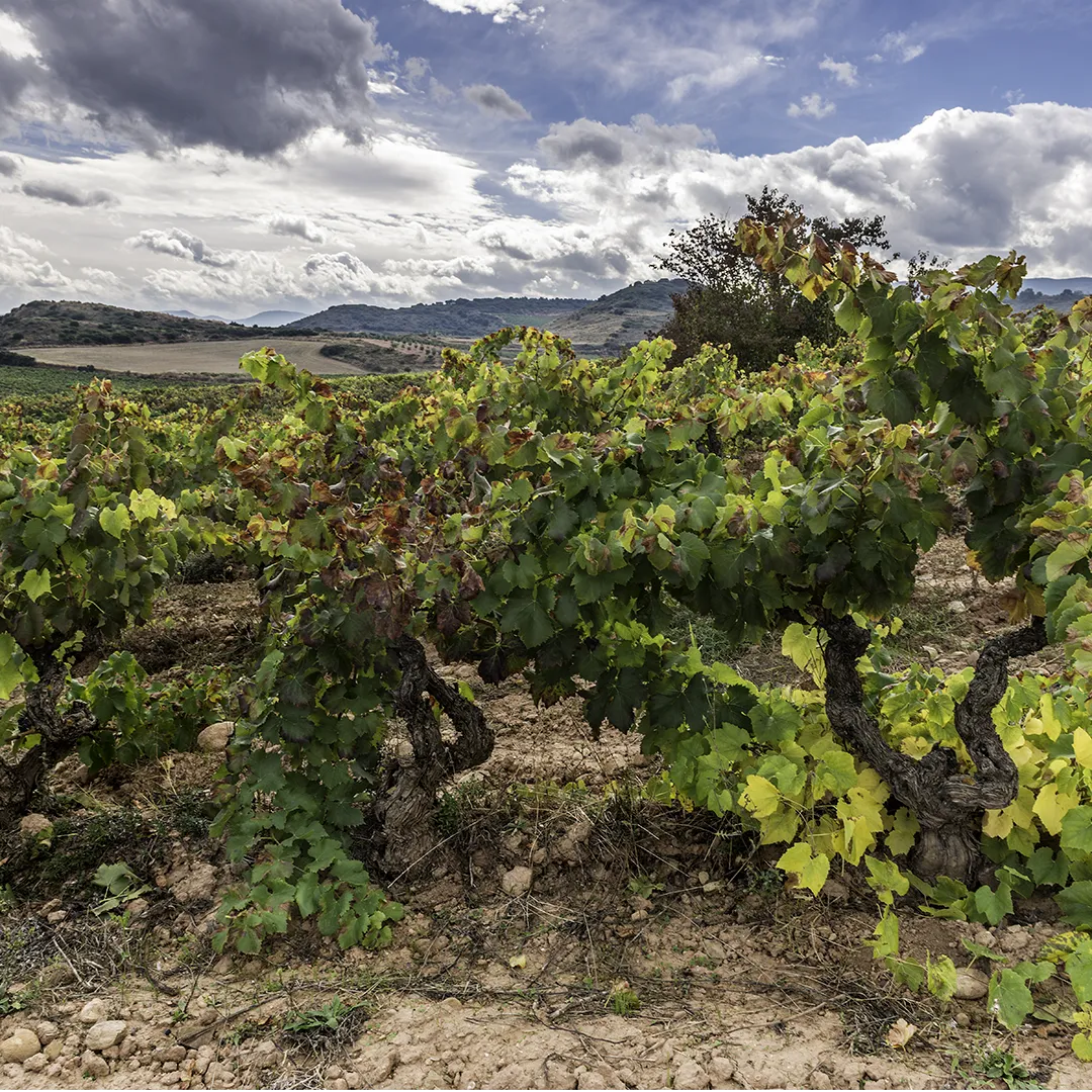 Viñedo de Tritium en Cenicero